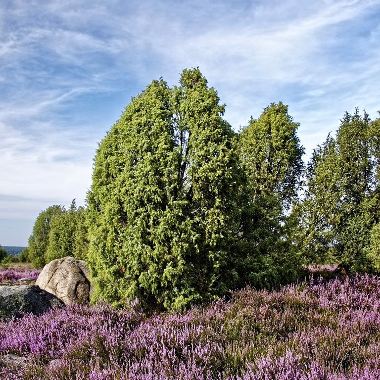 Lüneburger Heide