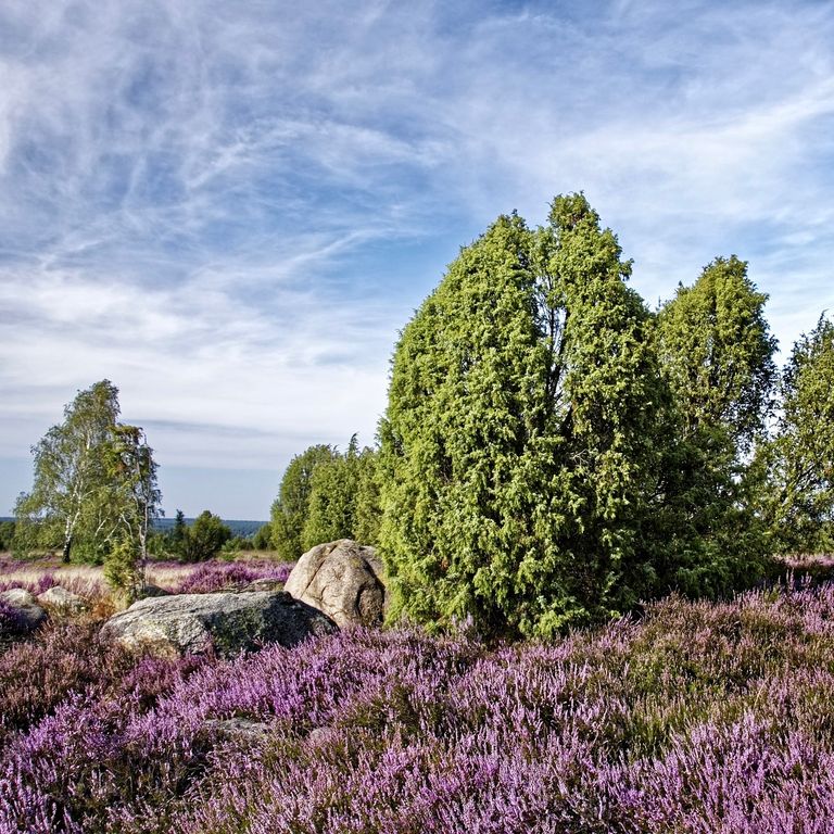 Lüneburger Heide